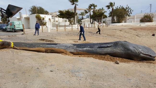 Inside the belly of the juvenile sperm whale was nearly 30 kilograms of plastic.