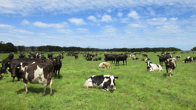 A King Island dairy farm.