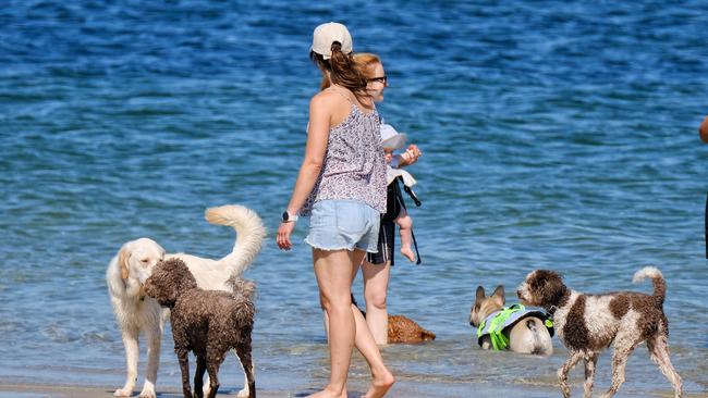 A majority of Gold Coast residents surveyed about off leash areas for dogs do not want pets roaming around on the city’s beaches. Picture: NCA NewsWire/ Luis Ascui