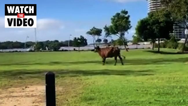 Live cow washes up on Gold Coast beach