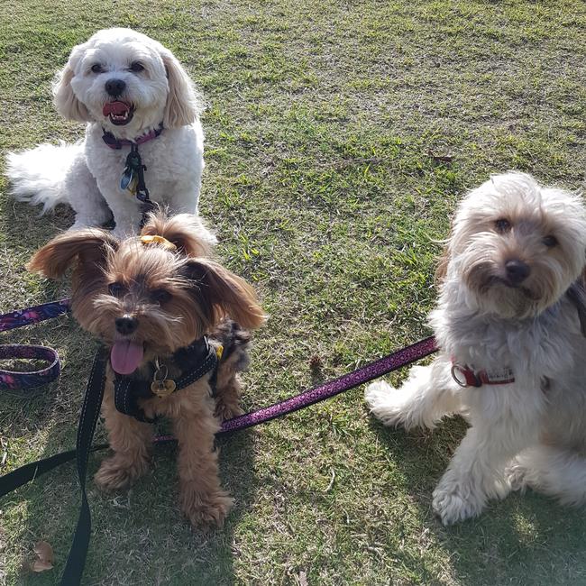 MIA, STELLA AND ZOEY: These three amigos are friends living in the same high-rise building and enjoy a Broadwater walk.