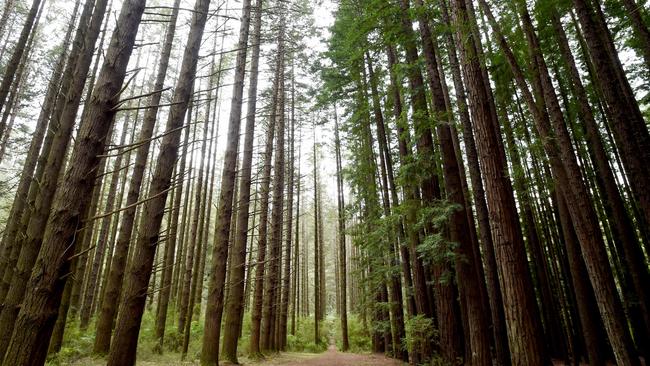 The Redwood forest on Cement Creek Road, East Warburton.