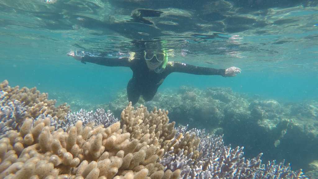 FULL OF LIFE: A visitor with red Cat Adventures enjoying a positive reef expreience post TC Debbie. Picture: Red Cat Adventures