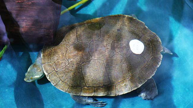 A turtle with a cracked shell in rehabilitation, the white piece of gum is reinforced with wire binding the broken shell together. Picture Glenn Hampson