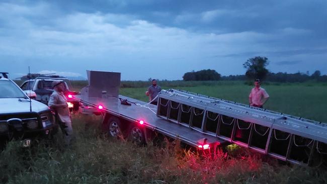 A large crocodile which took a steer during mustering operations and showed no fear of people at Boar Creek near Tully has been removed from the wild. Picture: Supplied.