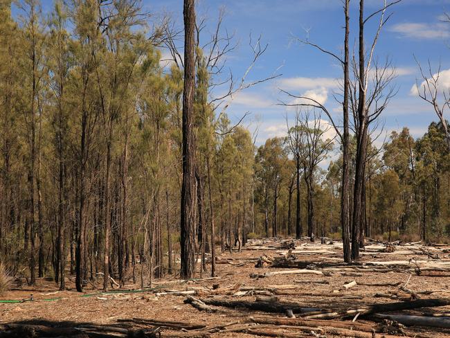 Pilliga forest near Narrabri, NSW.