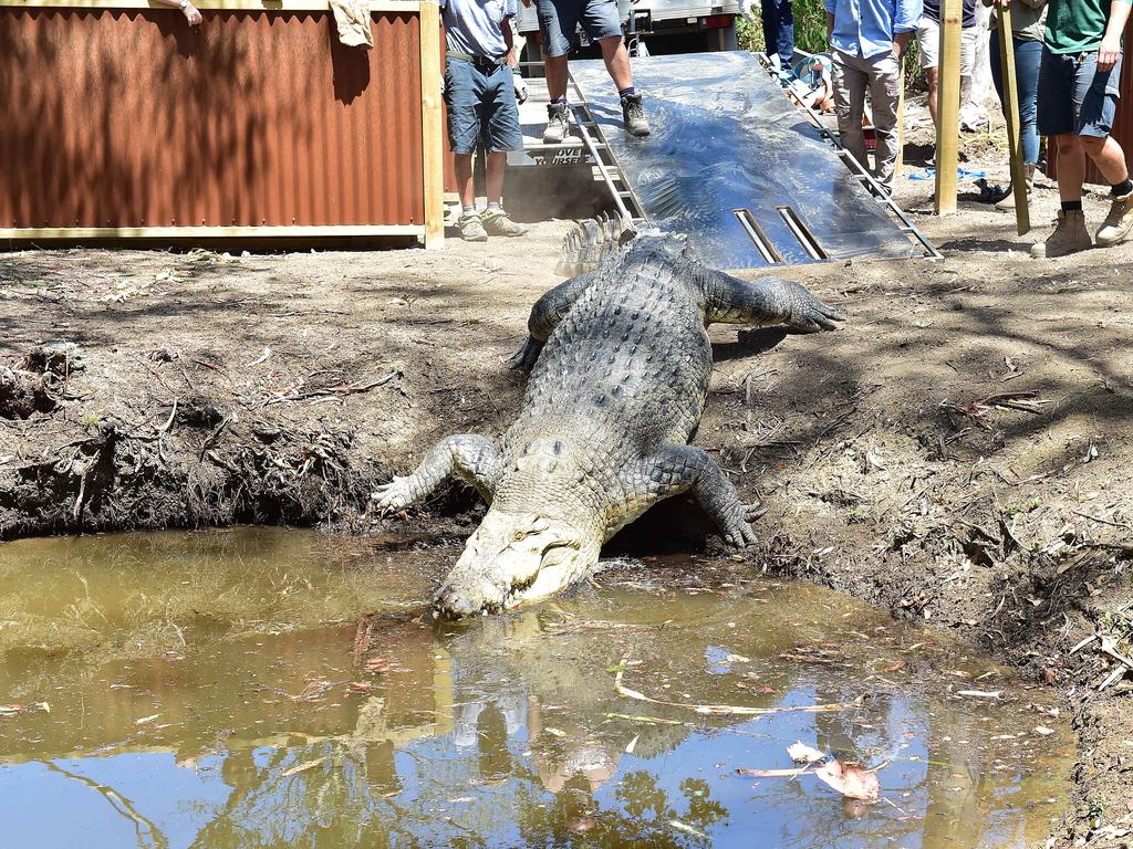 Billabong Sanctuary's new croc Krakatoa arrives to his new home. Picture: Shae Beplate.