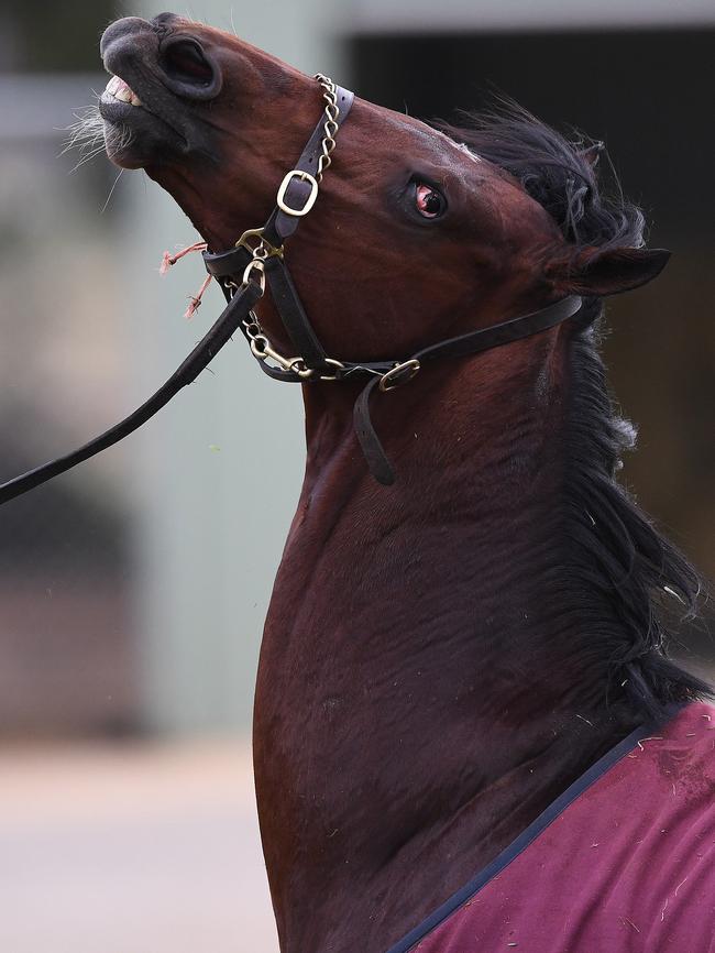 Johannes Vermeer is a $10 chance for today’s Melbourne Cup on the TAB’s fixed odds market. Photo: AAP