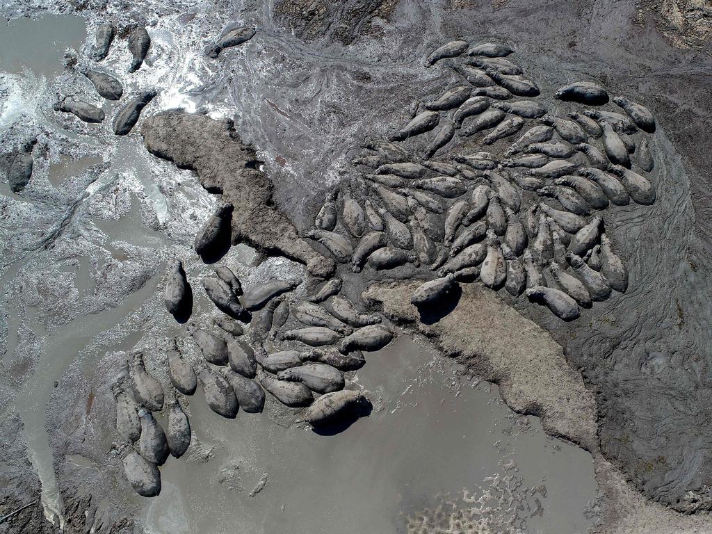 Hippos are trapped in a dried-up channel near Nxaraga village, Okavango Delta, as southern Africa faces a severe drought driven by El Nino. Picture: Monirul Bhuiyan/AFP