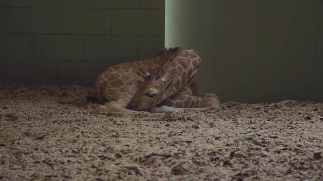 Baby giraffe steals the show at Australia Zoo