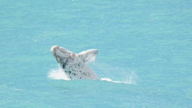 A southern right whale in the Great Australian Bight. Picture: Rhianne Ward, Curtin University Great Australian Bight Right Whale Study