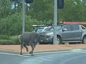 A buffalo has stopped traffic at the intersection of the Stuart Hwy and Arnhem Hwy. Picture: Sarah Moon/Facebook