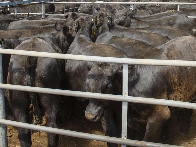 NEWS: High country weaner sales 2021Omeo sale Tuesday.PICTURED: Generic Livestock. Cattle sale. Saleyards. Mountain cattle. Angus.PICTURE: ZOE PHILLIPS