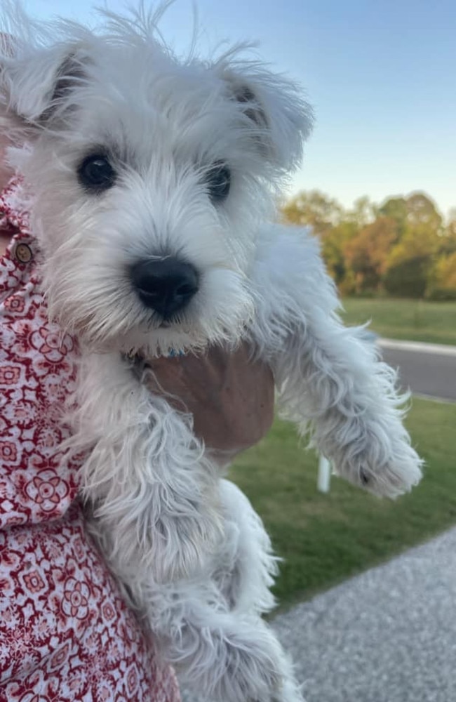 Haggis: Catti Butler’s 2 year old West Highland Terrier