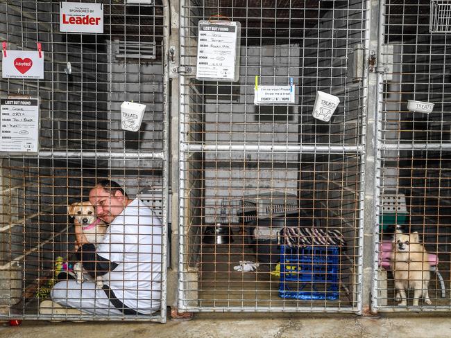 A volunteer worker holds a dog at the Sydney Dogs and Cats Home in Sydney. Picture: AAP