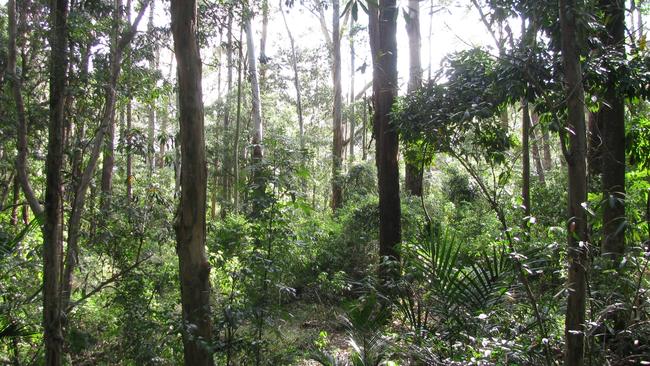 Cumberland State Forest in West Pennant Hills.