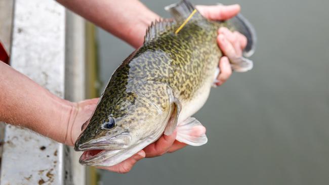 Funding for the Murray Darling Basin Authority’s native fish recovery strategy ends on June 30, with no federal commitment for more money in the 2024-25 budget.