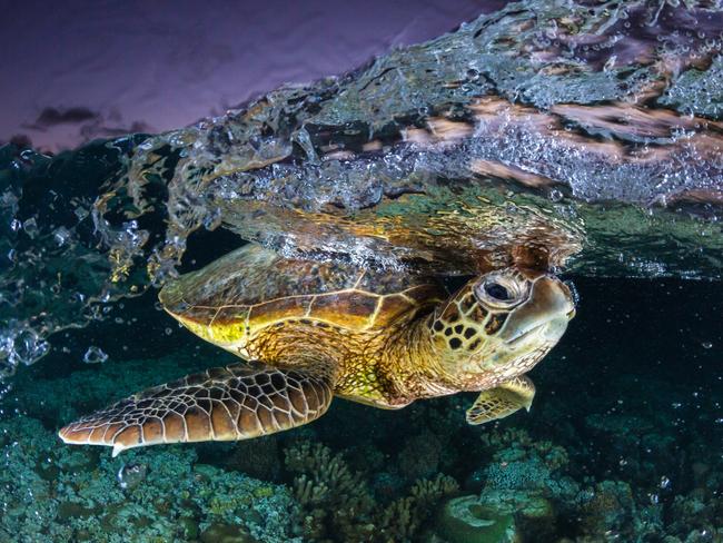 Australian Photography magazine's 2017 Photographer of the Year: 24-year old Jordan Robins from Jervis Bay took out the overall award of Photographer opf the Year with a series of wildlife images captured at the Great Barrier Reef.To capture the images, Robins uses an underwater housing and flashes to light up his subjects.