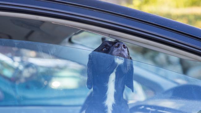 black labrador looking through car window  Picture: istock