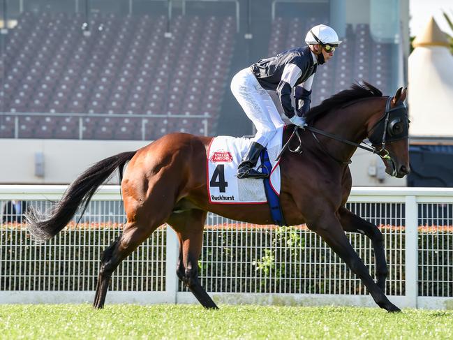 The Joe O’Brien trained Buckhurst (IRE) will now head to the Mackinnon. Picture: Brett Holburt/Racing Photos via Getty Images