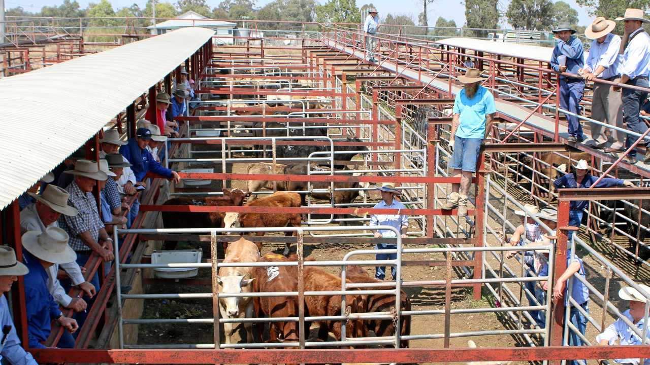 WARWICK MARKET: Flood losses of livestock could put upward pressure on cattle prices. Picture: Sophie Lester