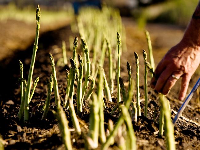 A picker harvests asparagus at Alex Motta and Con Raffa’s farm in Koo Wee Rup.