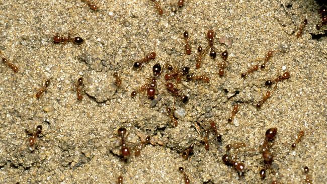 Modelling shows over 98 per cent of Australia is suitable for fire ants. Picture: Barry Rice