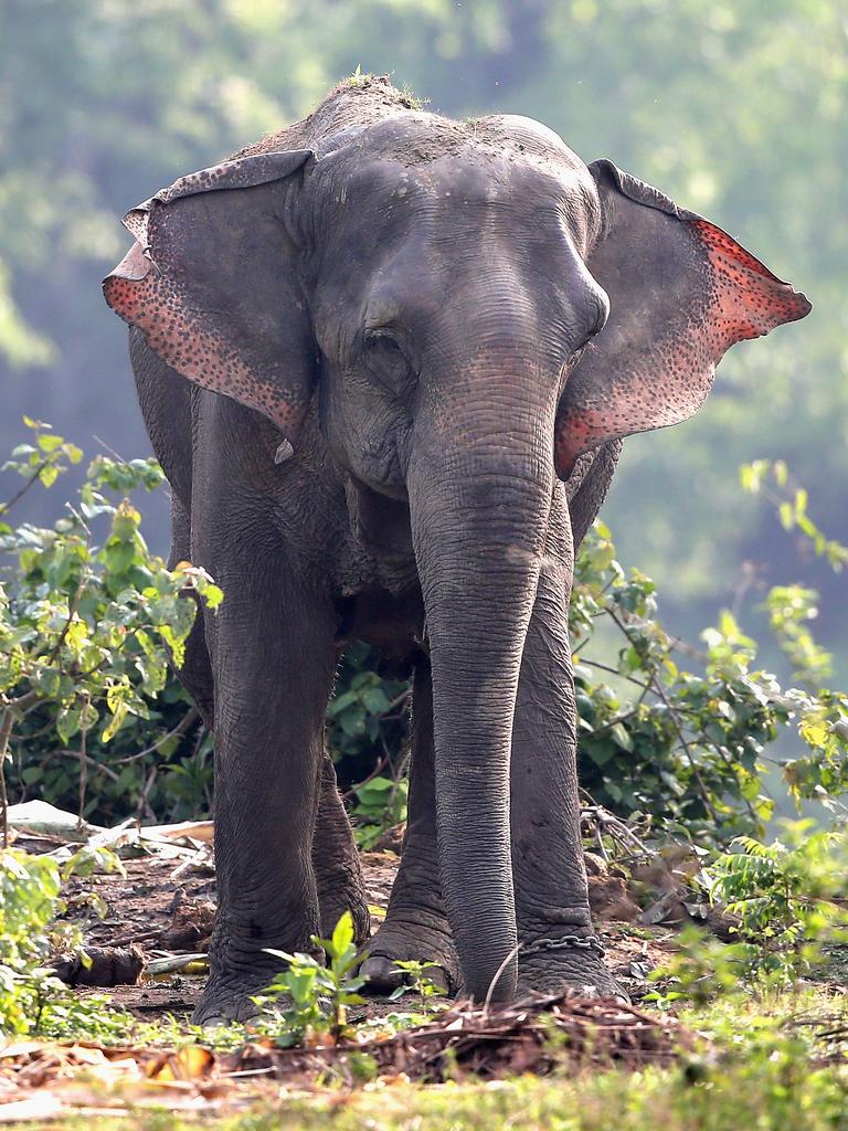 An Indian elephant flaps its ears as Catherine, Duchess of Cambridge and Prince William, Duke of Cambridge prepare to leave on a safari in Kaziranga National Park on day 4 of the royal visit to India and Bhutan on April 13, 2016 in Kaziranga, India. Picture: Getty