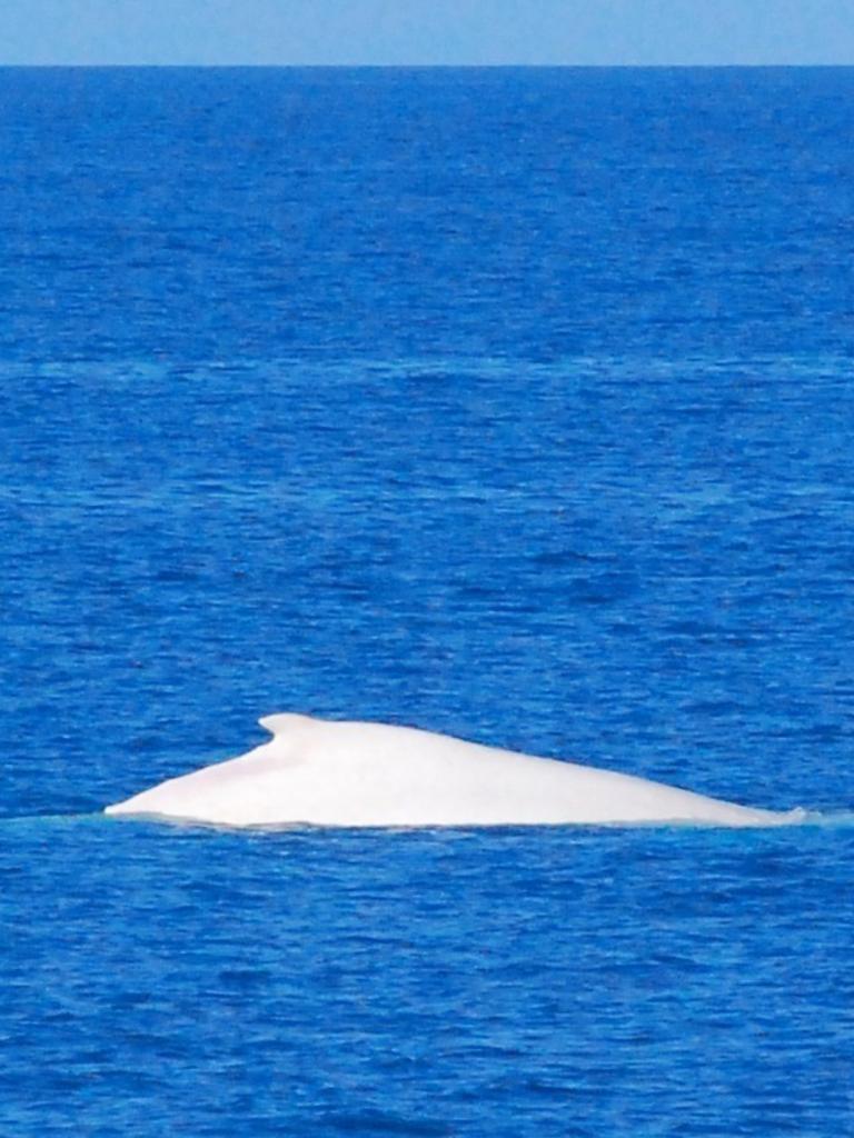 Migaloo spotted in the Whitsundays in August 2009. Picture: Paul Fraser, Fantasea