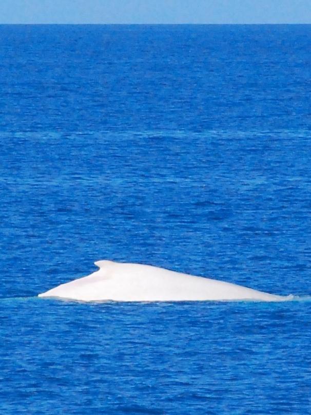 Migaloo spotted in the Whitsundays in August 2009. Picture: Paul Fraser, Fantasea