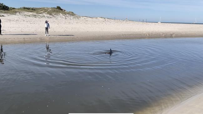 The dolphin’s fin breaks the water’s surface. Picture: Jason Katsaras