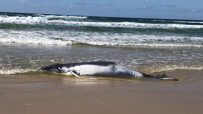 A live humpback whale calf with its umbilical cord still attached has died after its stranded on Kâ€™gari.