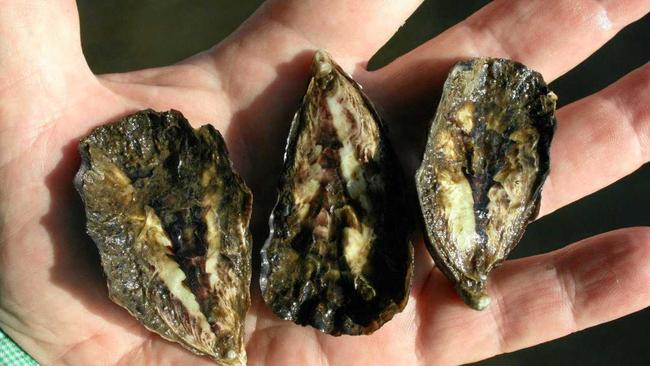 SURVIVORS: About one-third of the oysters selectively bred by the DPI to resist QX disease have survived some the worst that the Richmond River can throw at them in this test project. Growth rate is no problem; these have almost doubled in size since September. Picture: Contributed