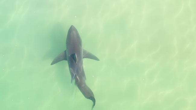 A great white shark is spotted swimming close to shore off the coast of Ballina this week. Picture: Madison Stewart