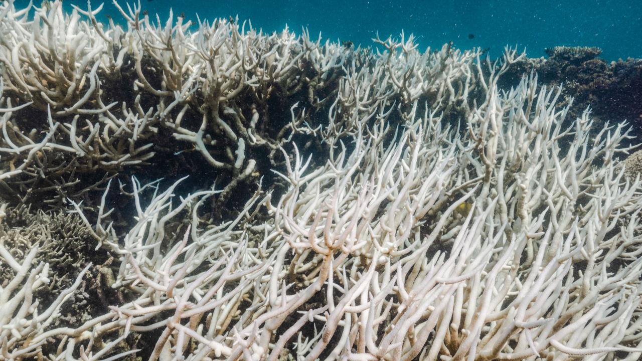 The Great Barrier Reef has experienced six mass coral bleaching events in 2022, 2020, 2017, 2016, 2002 and 1998. Picture: Harriet Spark