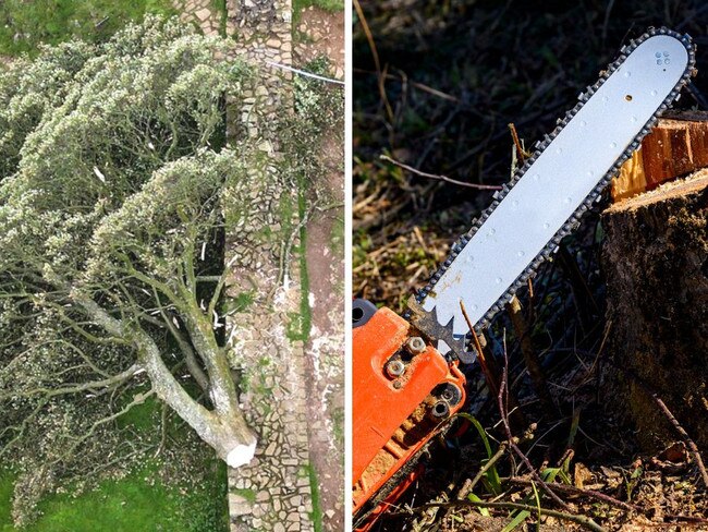 A major update has been revealed after police investigate the felling of a beloved tree.