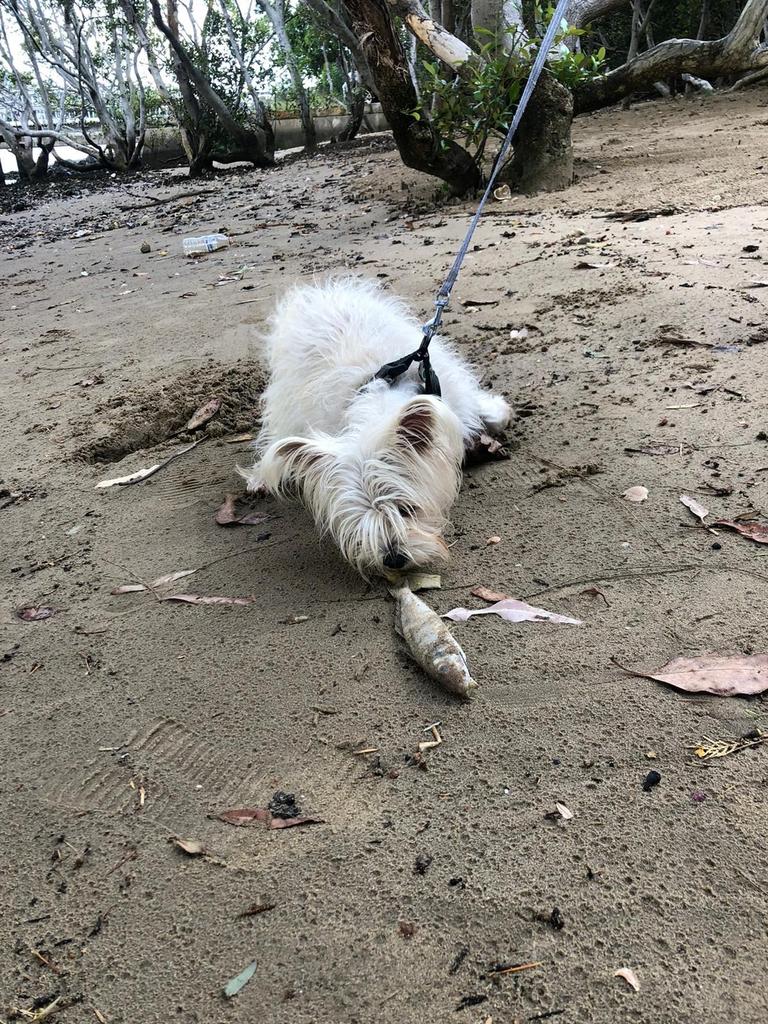 While walking her dog Ms Dixon stumbled across the fish kill in Rhodes. Picture: Jennifer Dixon