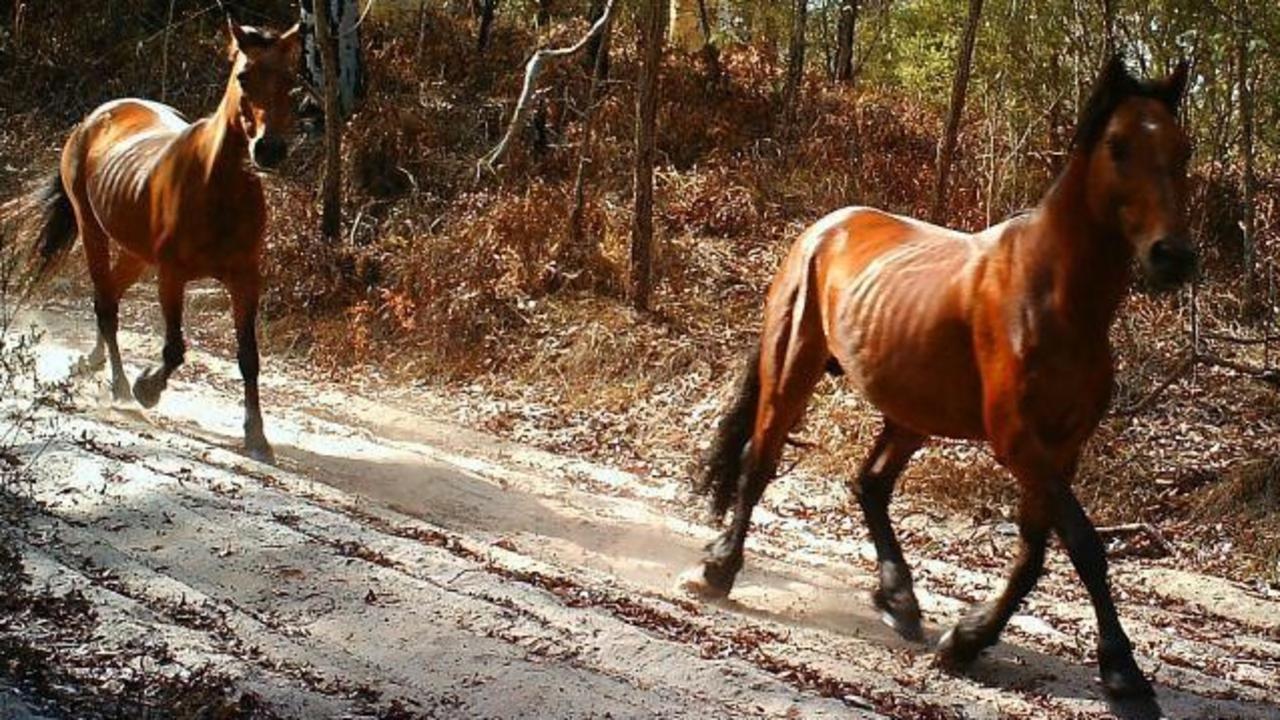 A photo of feral horses on K'gari captured in 2014.