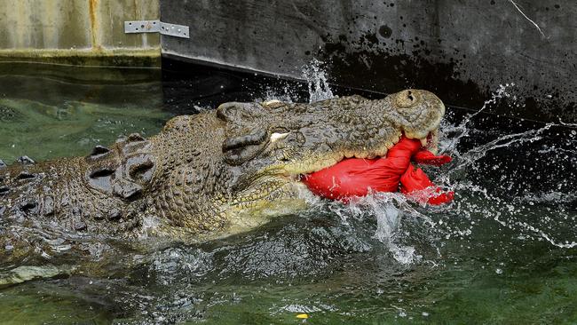 Burt ended up on Santa’s naughty list after snacking on the jolly fellow’s big, red sack in 2013. Picture: Supplied