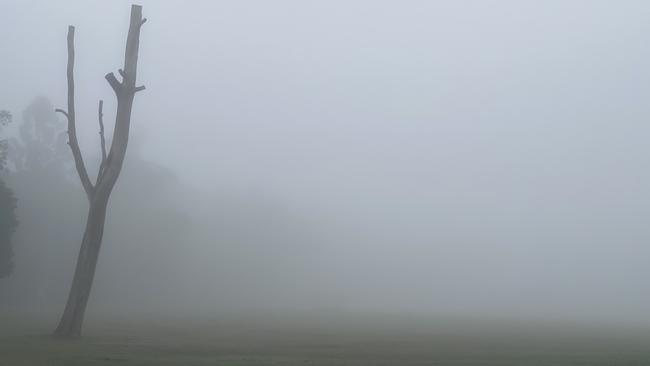 Fog at Dorrington Park, Ashgrove.