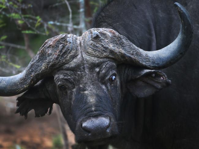 South Africa. Kapama Game Drive. An older Water Buffalo bull that was attacked by a spitting cobra, resulting in total blindness in its left eye. Picture: Dylan Robinson