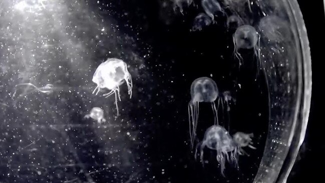 International researchers have discovered a new species of jellyfish. Picture: Hong Kong Baptist University