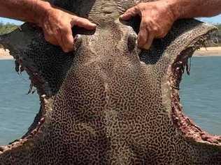 A stingray with almost identical bite marks was found at Corio Bay on Monday just metres from where people were swimming. Picture: Cassandra Tooker