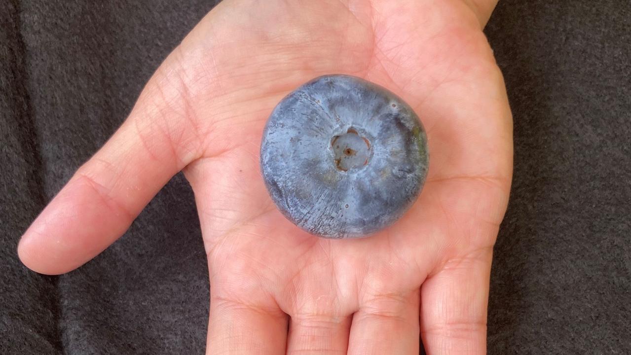 Aussie blueberry sets world record