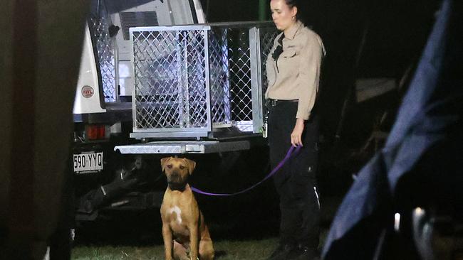 One of the other dogs seized from the Yatala attack sits nicely with his fate hanging in the balance. Picture: NIGEL HALLETT