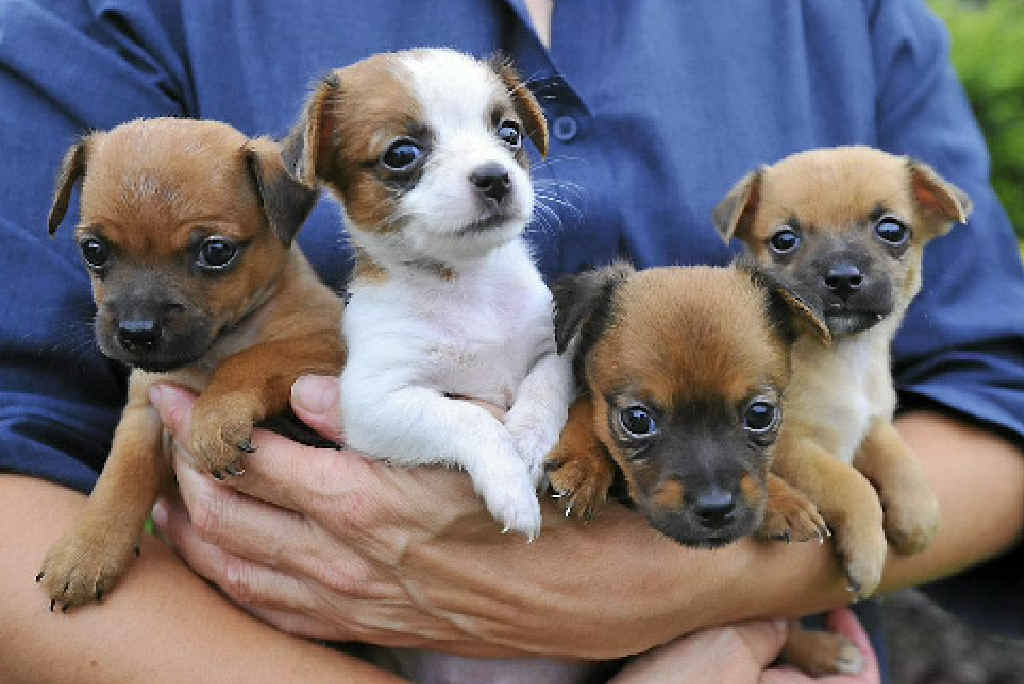 find-a-puppy-to-love-at-friends-of-rspca-adoption-day-the-courier-mail