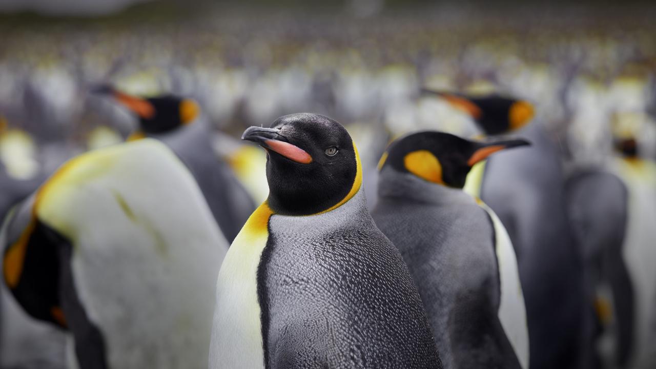 Is my scat a joke to you? Scientists studying king penguins in Antarctica were sent ‘cuckoo’ by the nitrous oxide in their faeces. File picture.