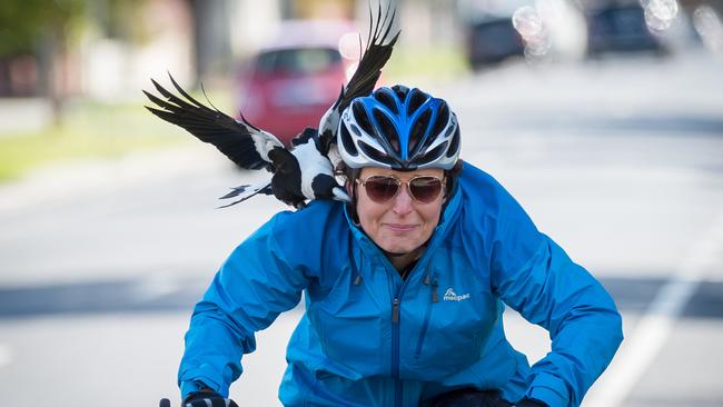 Magpie breeding season is getting underway and pedestrians and cyclists are being warned to look out. Picture: Jake Nowakowski