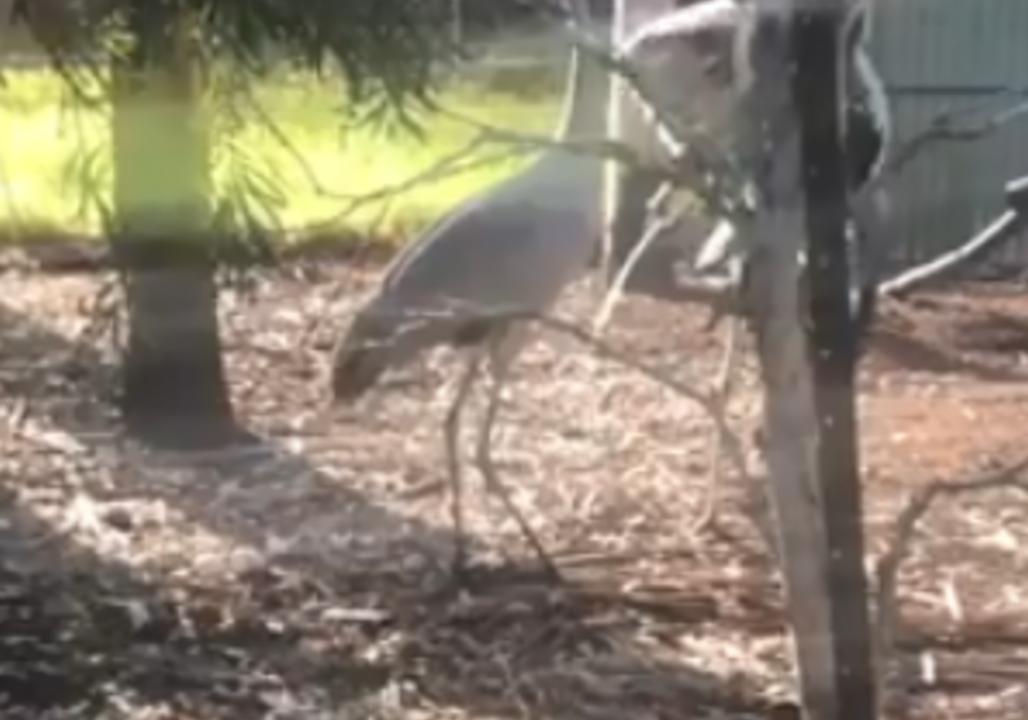 Brolga Couple 'Sings' Together While Watching Over Eggs