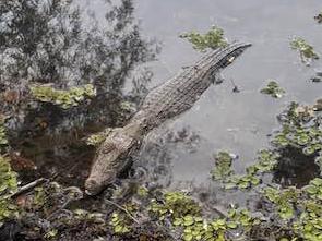 Scott Burden posted to Facebook on January 23, 2025, images of a suspected-one-metre crocodile at the popular dog walking spot Marlow Lagoon Dog Park. Picture: Scott Burden